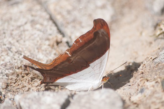 Waiter Daggerwing at Maquipucuna